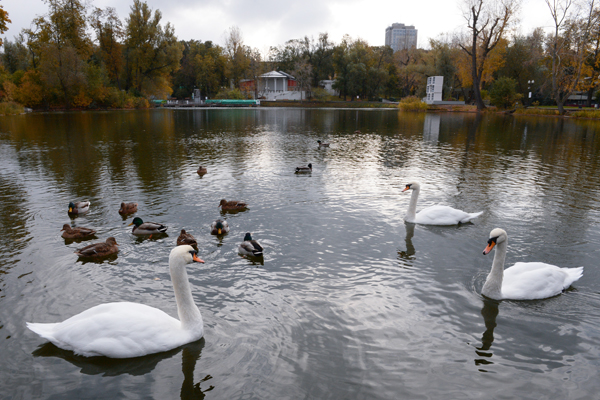  Лебедь остался зимовать в Москве ради раненой подруги - фото 11