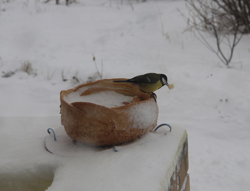  Покормите птиц! Природоохранная акция Керженского заповедника - фото 18