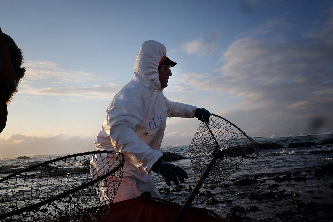  Волонтеры спасают побережье Невельска от нефтепродуктов - фото 12
