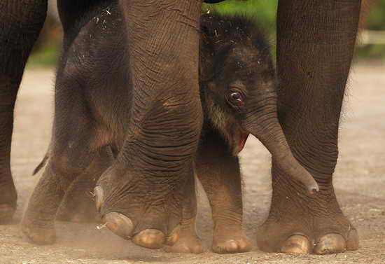  Родители маленького слонёнка помогли ему выбраться из лужи грязи  - фото 1