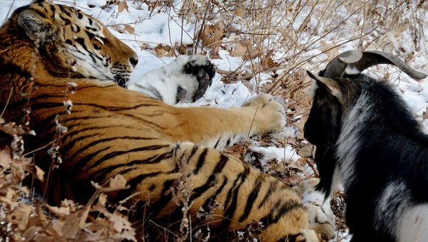 Козел Тимур и тигр Амур начали играть друг с другом - фото 1