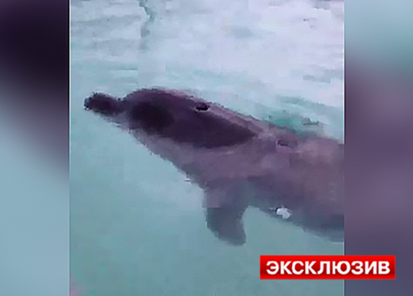 Дельфинов, которых держали в силосной яме на Кубани, привезли в Анапу - фото 1