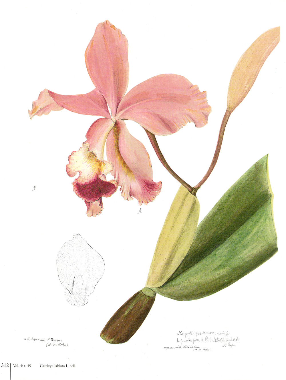   Гербарий из орхидей научат делать 23 ноября в "Аптекарском огороде" - фото 6