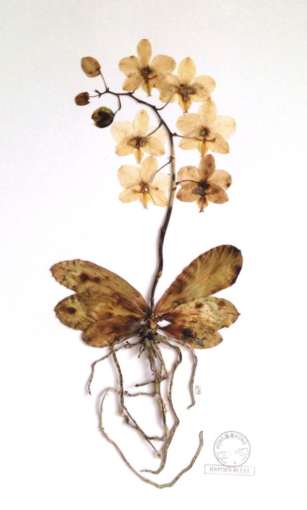   Гербарий из орхидей научат делать 23 ноября в "Аптекарском огороде" - фото 1