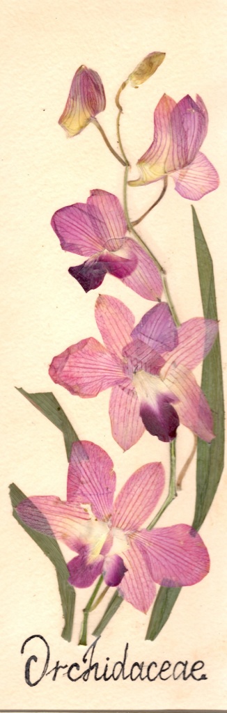   Гербарий из орхидей научат делать 23 ноября в "Аптекарском огороде" - фото 2