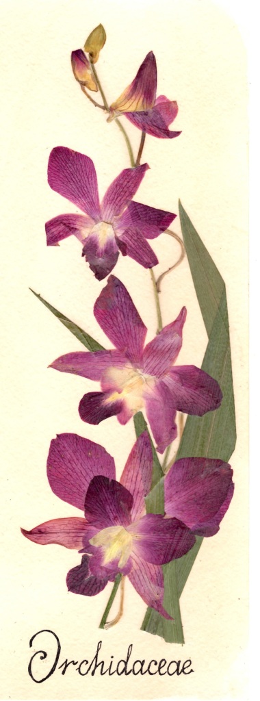   Гербарий из орхидей научат делать 23 ноября в "Аптекарском огороде" - фото 3