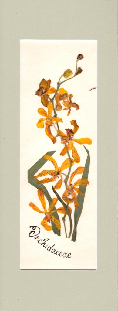   Гербарий из орхидей научат делать 23 ноября в "Аптекарском огороде" - фото 4
