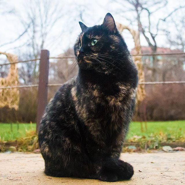  Коты "Аптекарского огорода" встретили Новый год без валерианы - фото 3