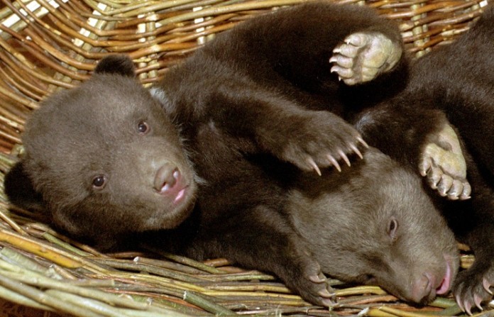  Пятерых новорожденных медвежат из зоопарка в Уфе впервые показали публике - фото 1
