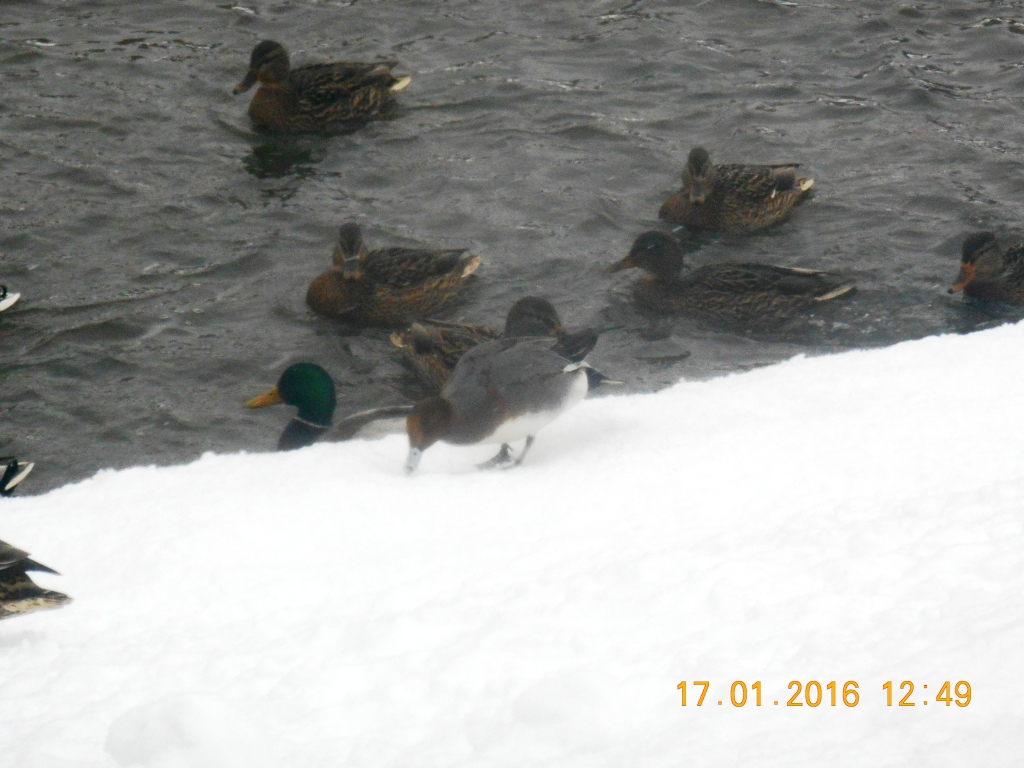  17 января в Москве состоялся 32-й зимний учет водоплавающих птиц - фото 3