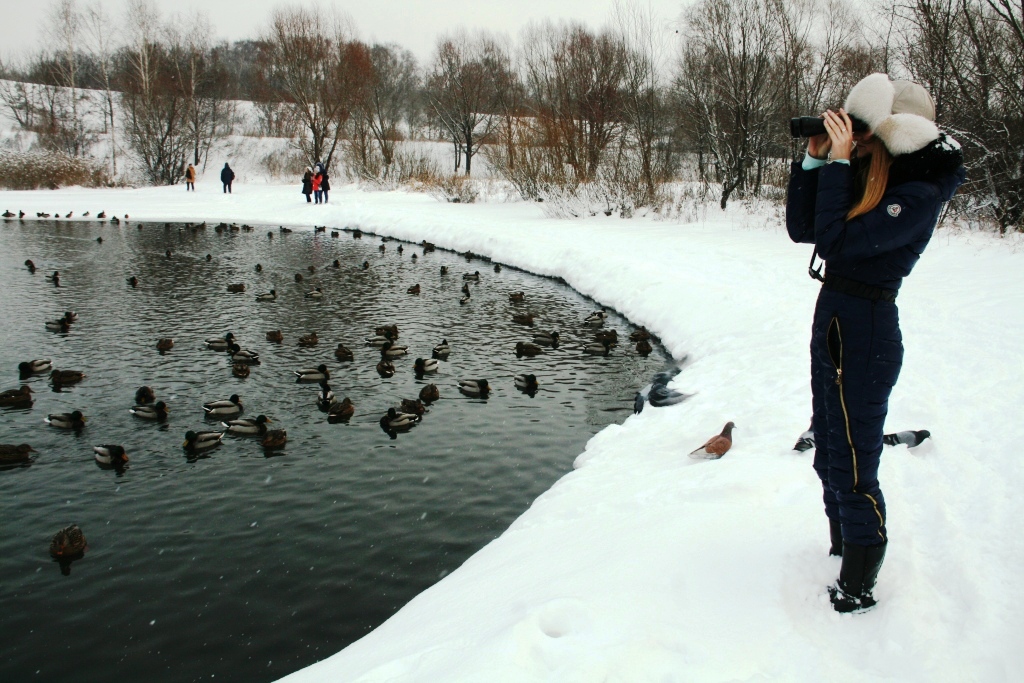  Необычная каурая утка обнаружена на Верхнем Кузьминском пруду - фото 3