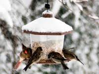  О подкормке птиц зимой - фото 1