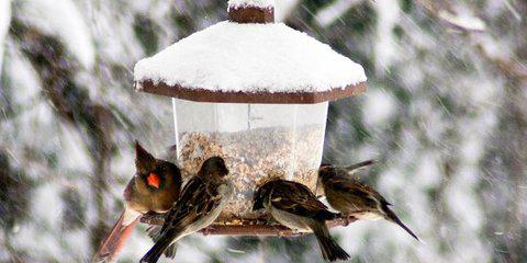  Как правильно кормить птиц зимой: 5 советов бердвотчера - фото 6