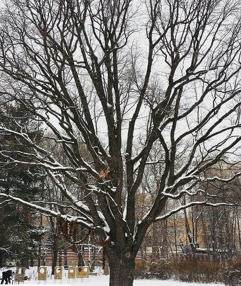  27, 28 и 29 января — вечерние тропические экскурсии в "Аптекарском огороде" - фото 3