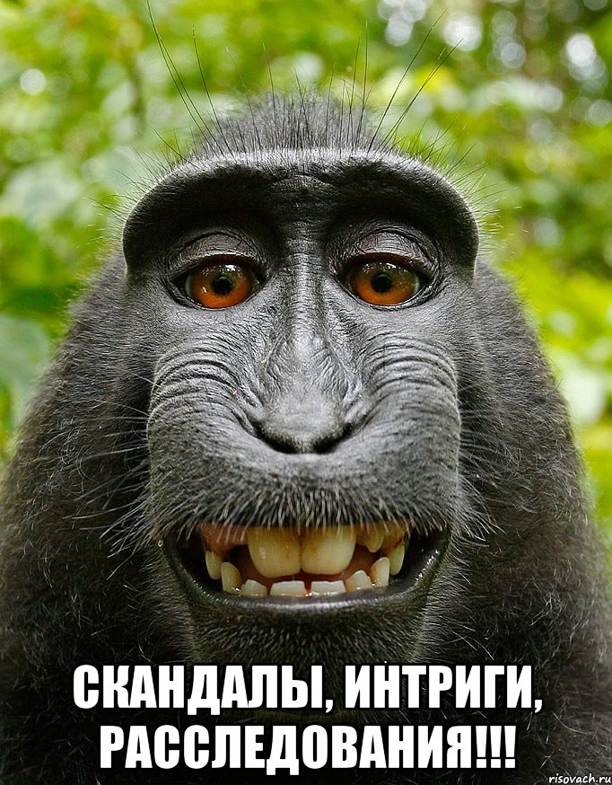 dovolnaya-obezyana 26926730 orig 