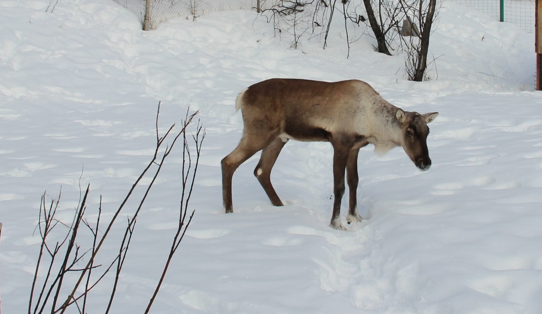  В Керженском заповеднике северные олени начали сбрасывать рога - фото 1