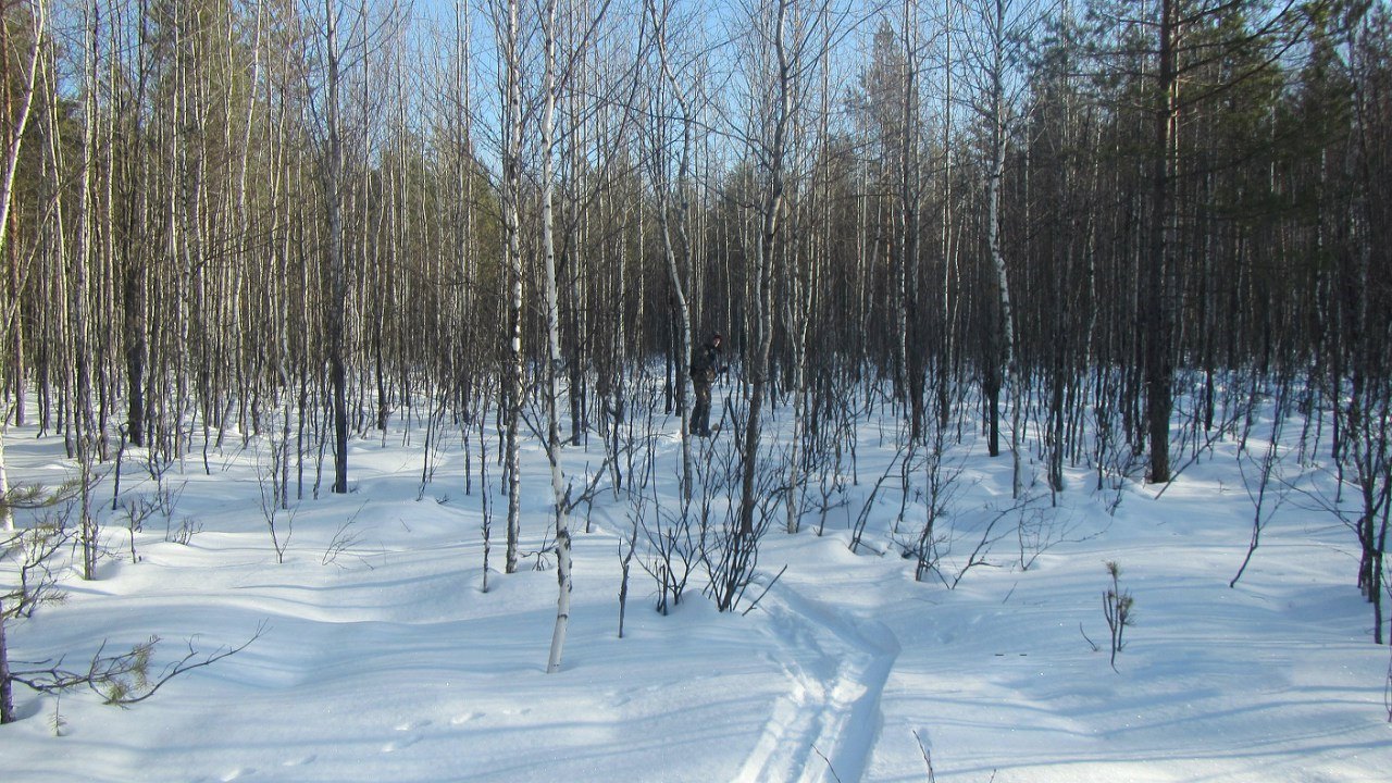  Завершились зимние маршрутные учеты в Керженском заповеднике - фото 4
