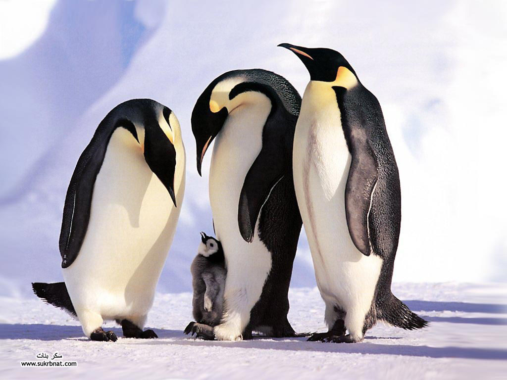  Почему пингвины не живут в Арктике? - фото 1
