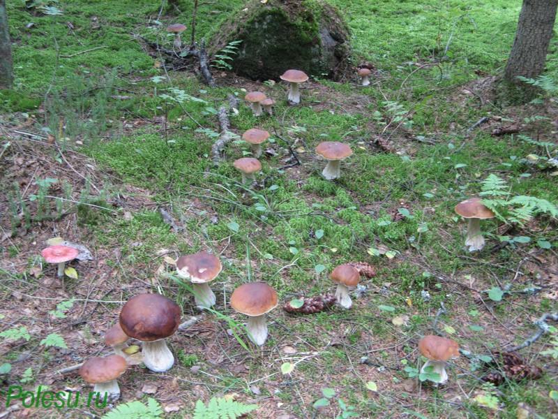  Как сеять грибы  - фото 3