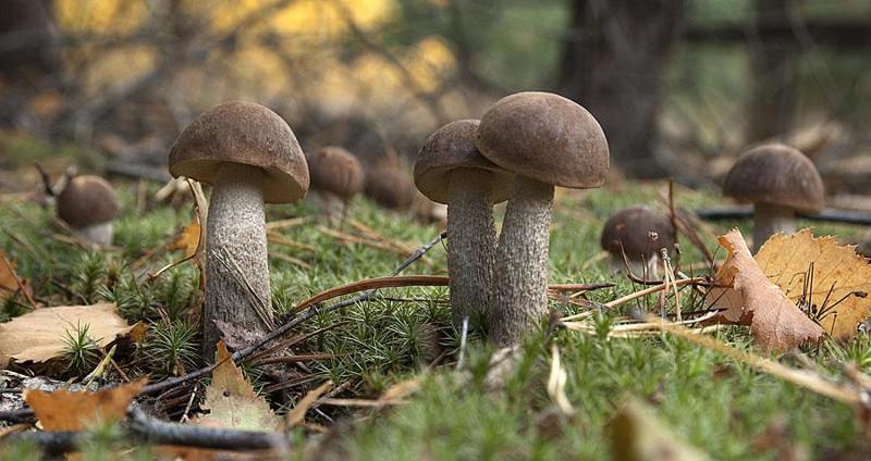  Как сеять грибы  - фото 4