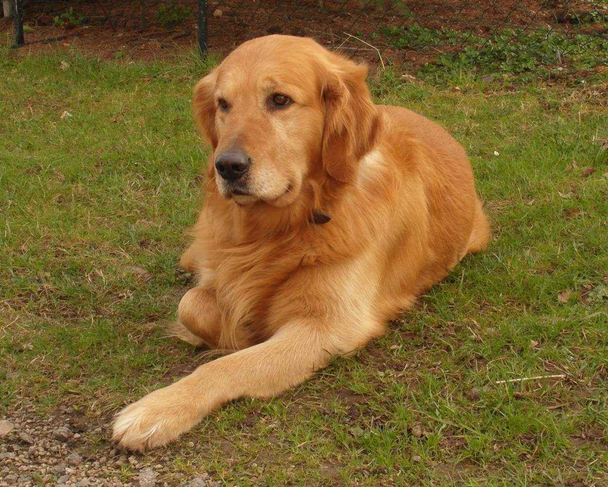 golden-retriever