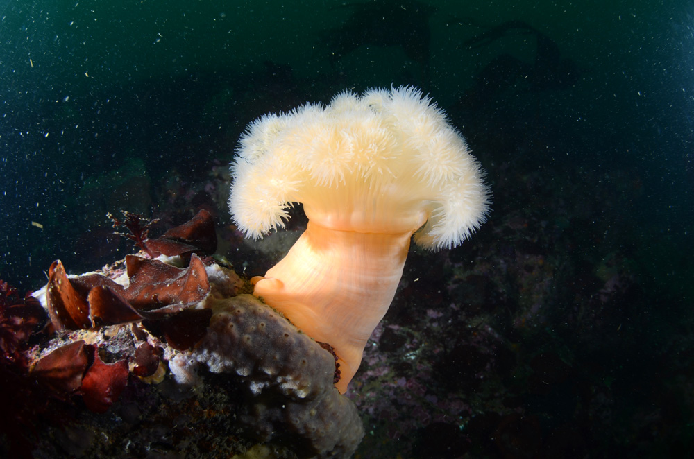 Metridium senilis - фото Сергей Горин