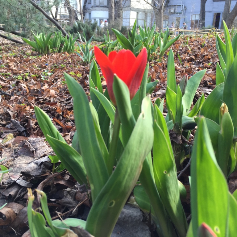  Первые тюльпаны расцвели в "Аптекарском огороде" 8 апреля - фото 3