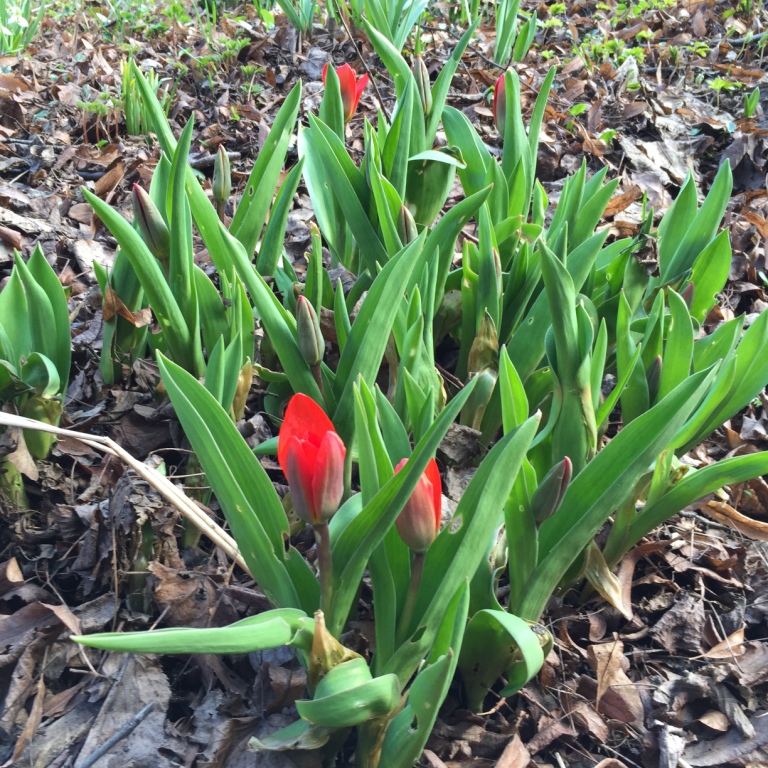  Первые тюльпаны расцвели в "Аптекарском огороде" 8 апреля - фото 4