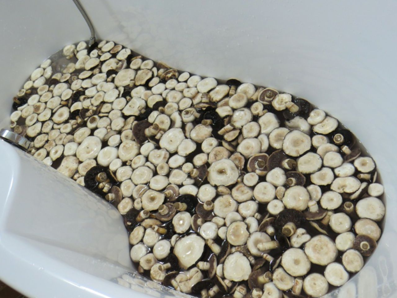  Россияне засолили грибы в ванне элитного отеля в Швейцарии - фото 1