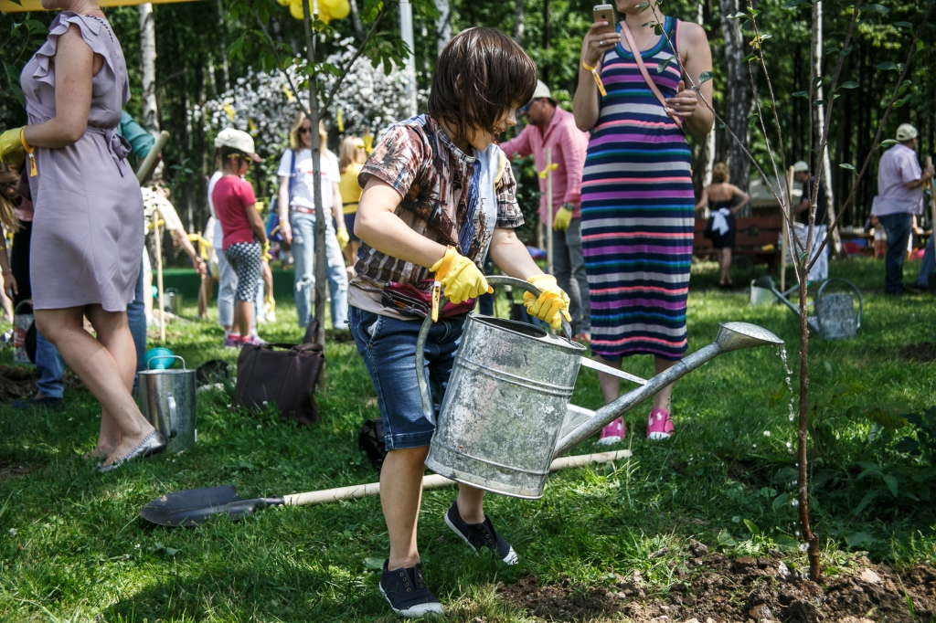 Фестиваль черешнево. Нескучный сад пикник. Высадка деревьев Боско. Фестиваль в лесу. Черешневый лес.