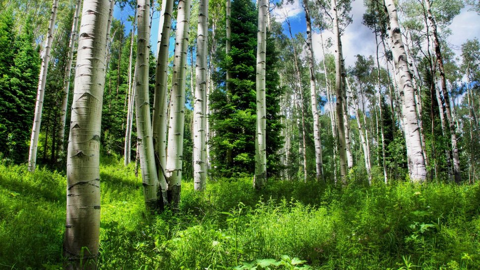 232783  in-the-heart-of-a-birch-forest p