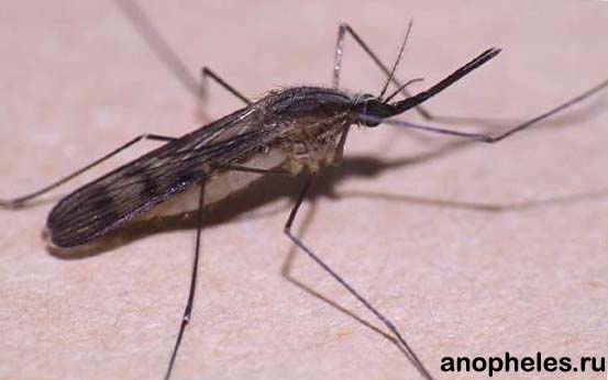 Anopheles maculipennis