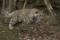 WWF России предложил объявить 15 июля Днем переднеазиатского леопарда и отправился в экспедицию по следам этого хищника - фото 3