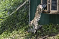 WWF России предложил объявить 15 июля Днем переднеазиатского леопарда и отправился в экспедицию по следам этого хищника - фото 4
