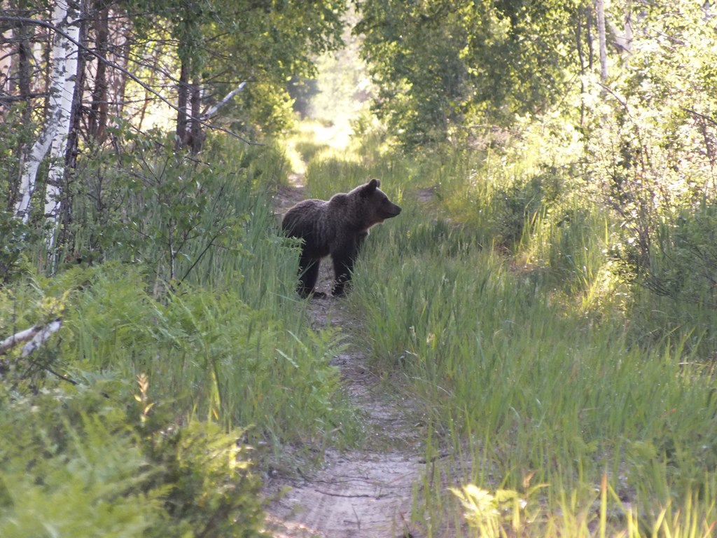 Интересные встречи в Керженском заповеднике - фото 3