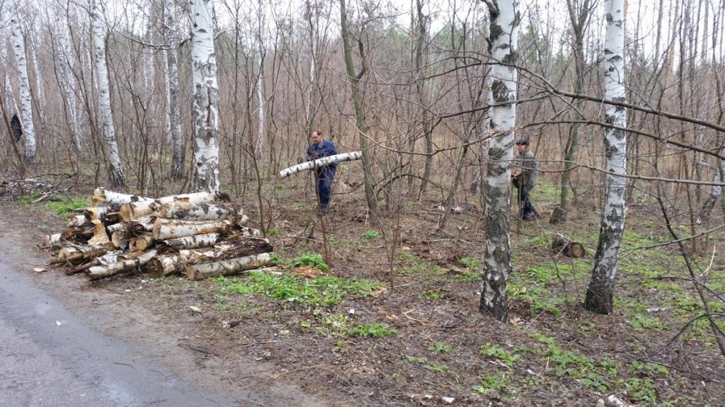 Продолжается расчистка лесов вдоль автомобильных дорог,  видовых мест и населенных пунктов Воронежской области - фото 1