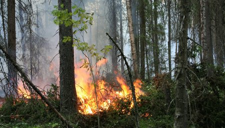 В Бурятии полыхает более 6 тысяч гектаров леса - фото 1