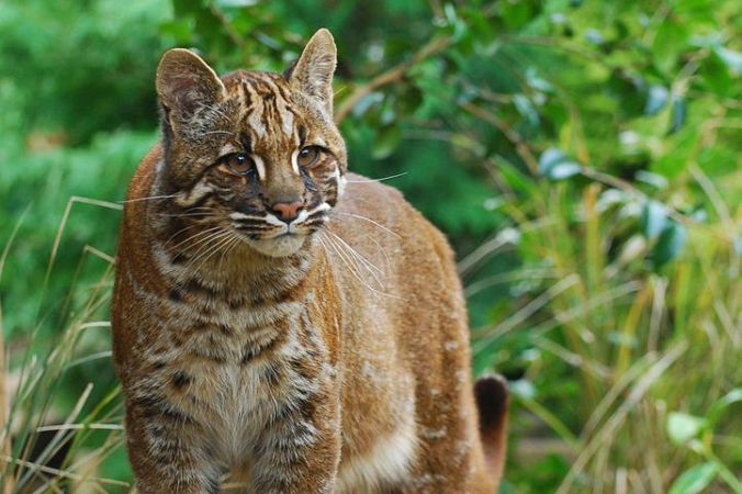 731px-Asian Golden cat-1-676x450