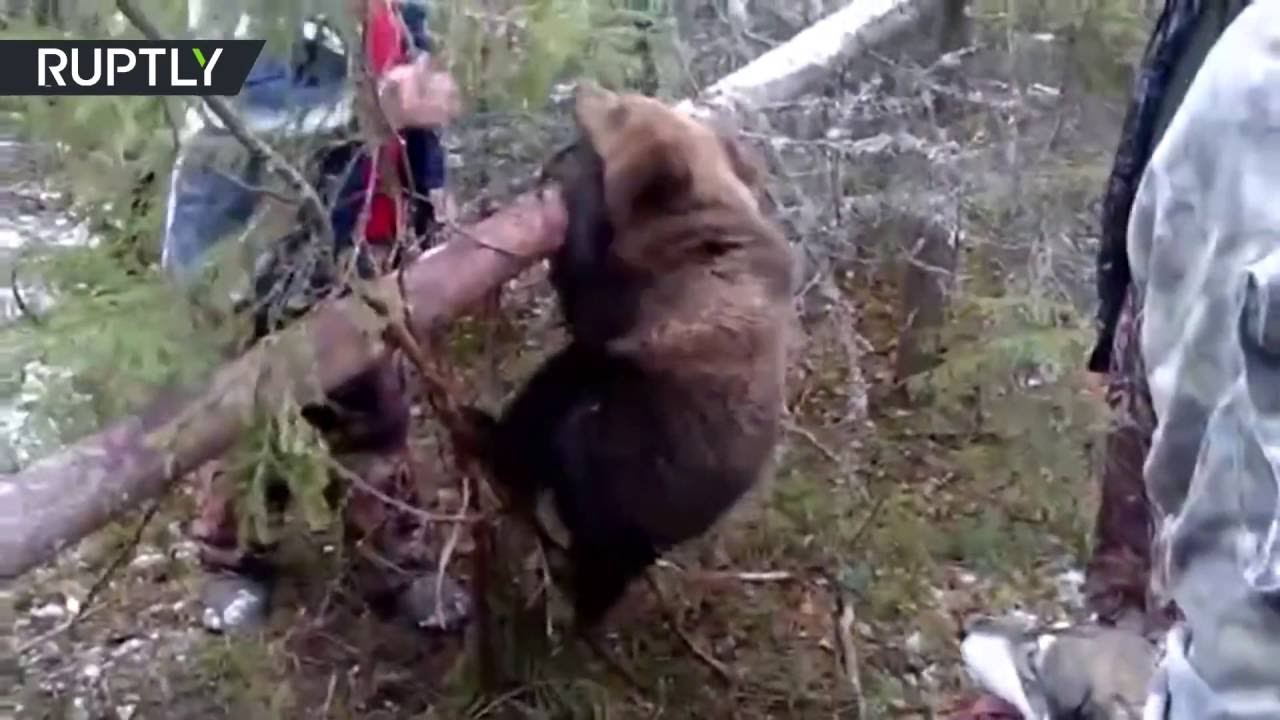  Охотники спасли застрявшего медвежонка - фото 1