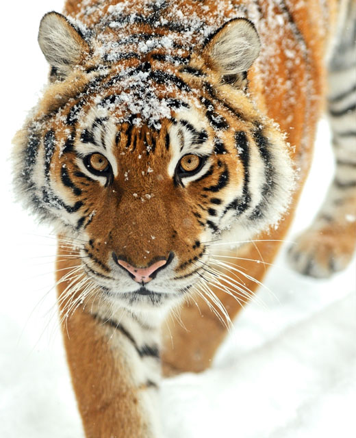  ВТБ-WWF: охрана краснокнижных кошачьих - фото 2