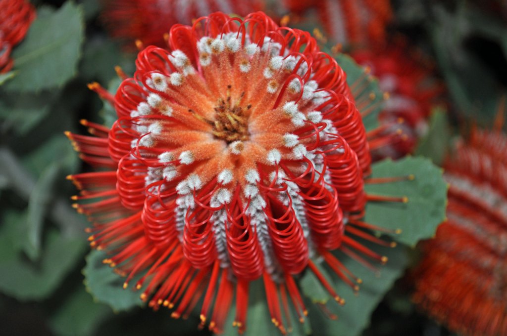 Red-Banksia-Hookeriana-Flower-flowers-30889857-2560-1701