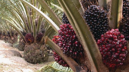 palm tree 2 1 