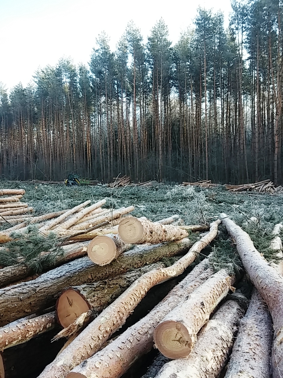  Вот что власти Москвы хотят сделать с лесами новой Москвы - фото 8