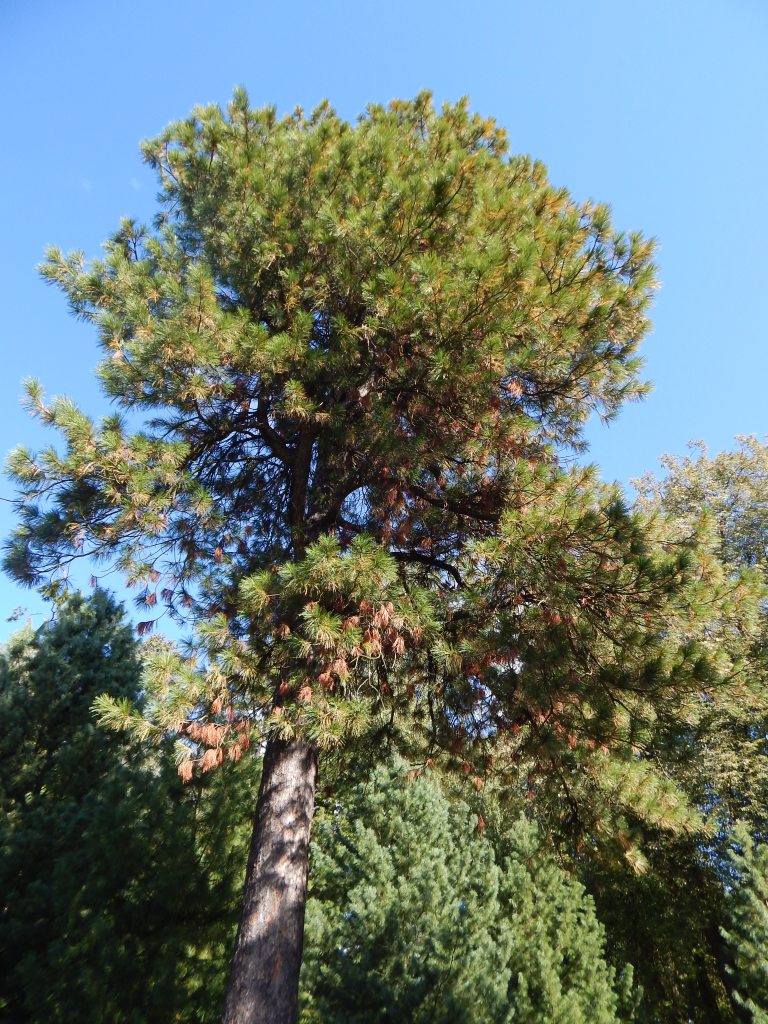  Джордж Лаврадор "701 год Толгской лесной роще - урок Ивана Грозного экологам как беречь деревья" - фото 4
