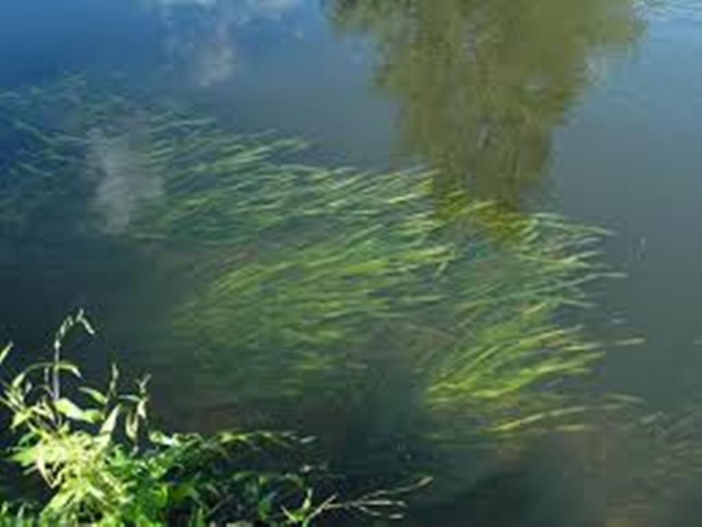 Водоросли в стоячей воде. Элодея канадская. Водоросли в пруду. Озерные водоросли. Водоросли в пресной воде.