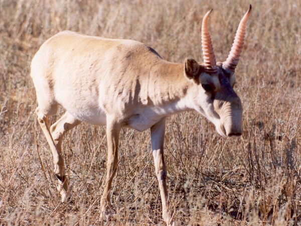 saiga