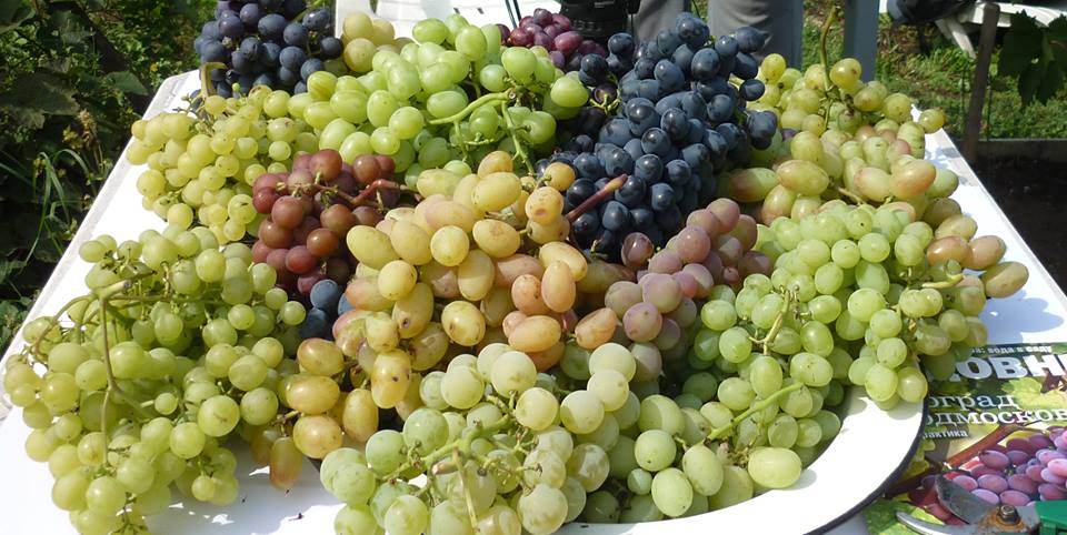 12 сентября в «Аптекарском огороде» пройдёт выставка винограда - фото 2