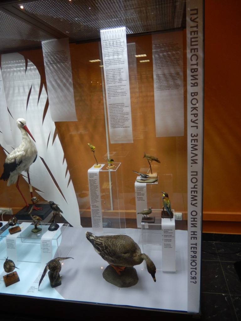  «Птицы. Технологии совершенства». Дарвиновский музей приглашает в удивительный мир пернатых - фото 3