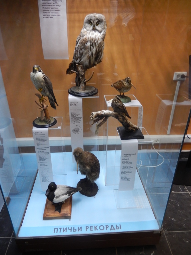  «Птицы. Технологии совершенства». Дарвиновский музей приглашает в удивительный мир пернатых - фото 1