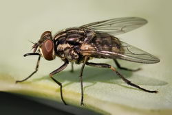  Почему мухи в конце лета начинают больно жалить? - фото 1